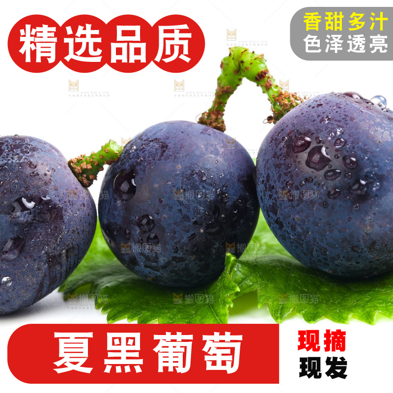 新鲜夏黑葡萄放在白底上