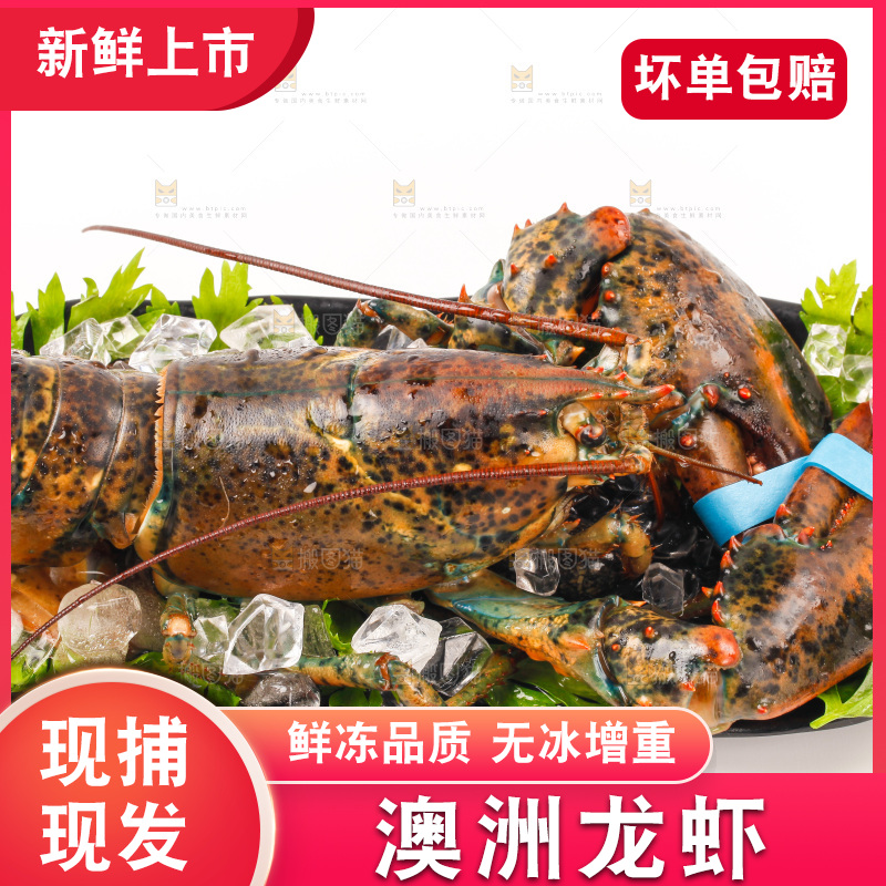 一盘澳洲大龙虾放在白底上