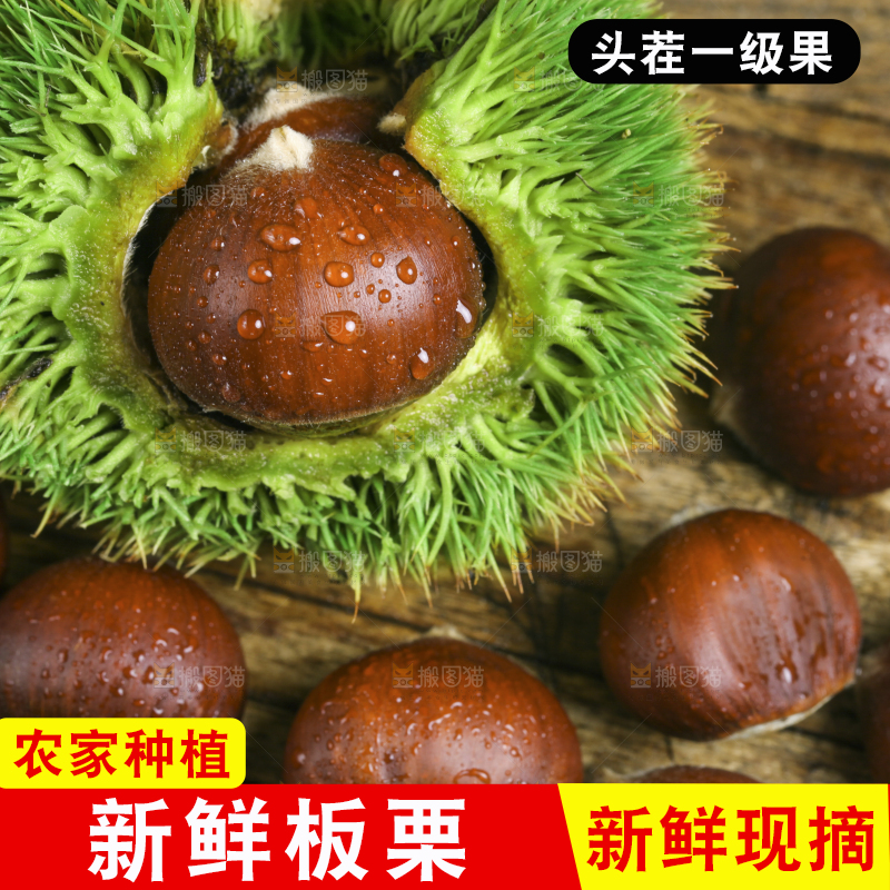 木底上的迁西板栗