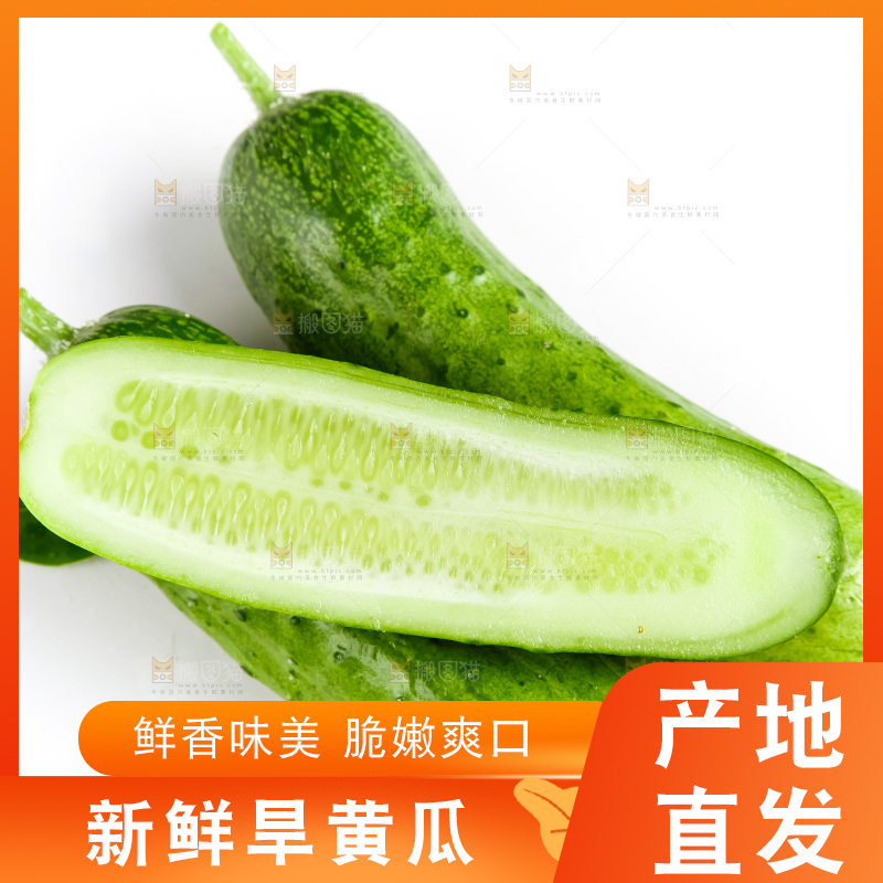 白底上的旱黄瓜