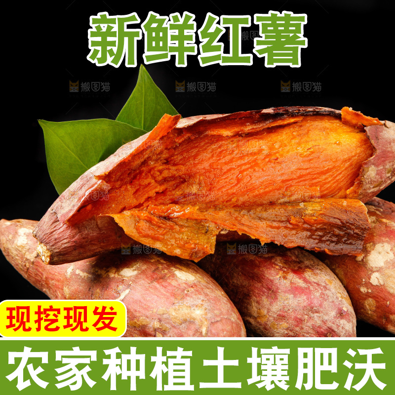 黑底上的烟薯25号