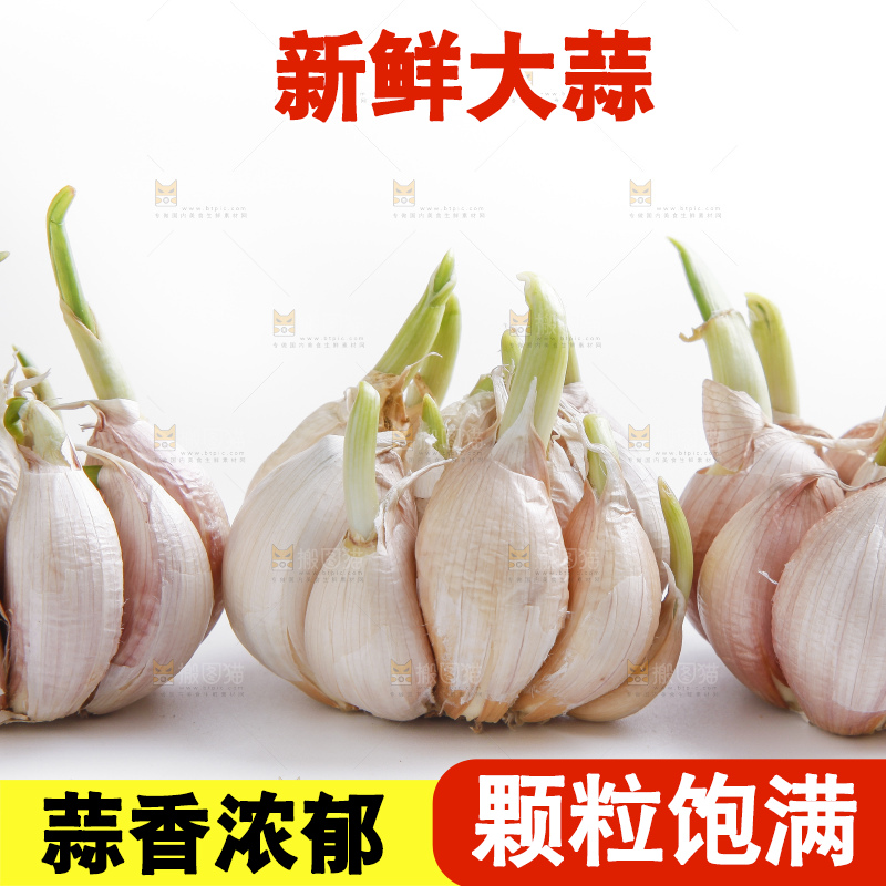 白底上的山东大蒜头