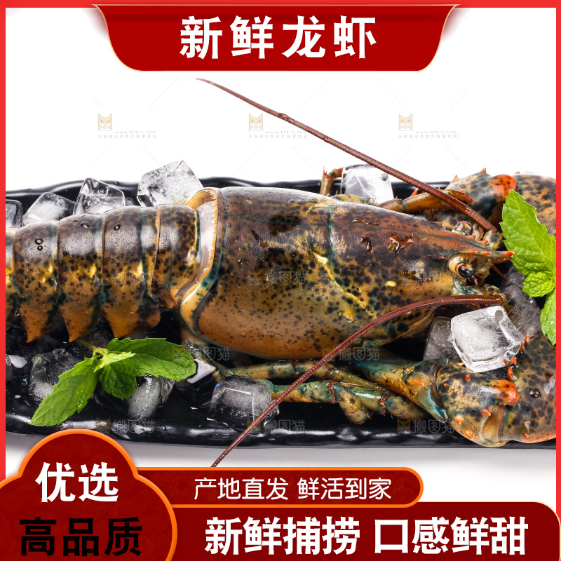 白底上的龙虾