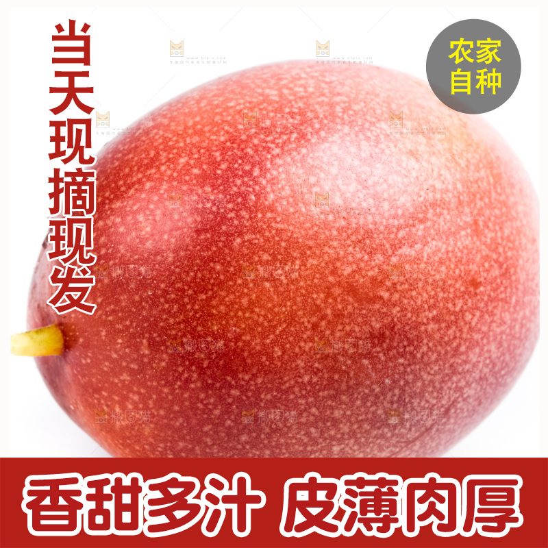 紫皮百香果放在白底上