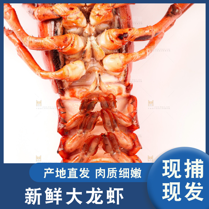 白底上放着澳洲龙虾