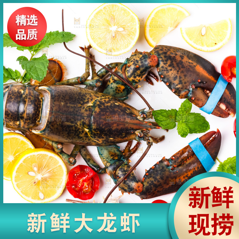 浅底上的澳洲龙虾