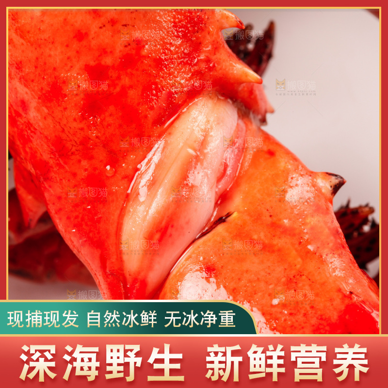 白底上放着澳洲龙虾