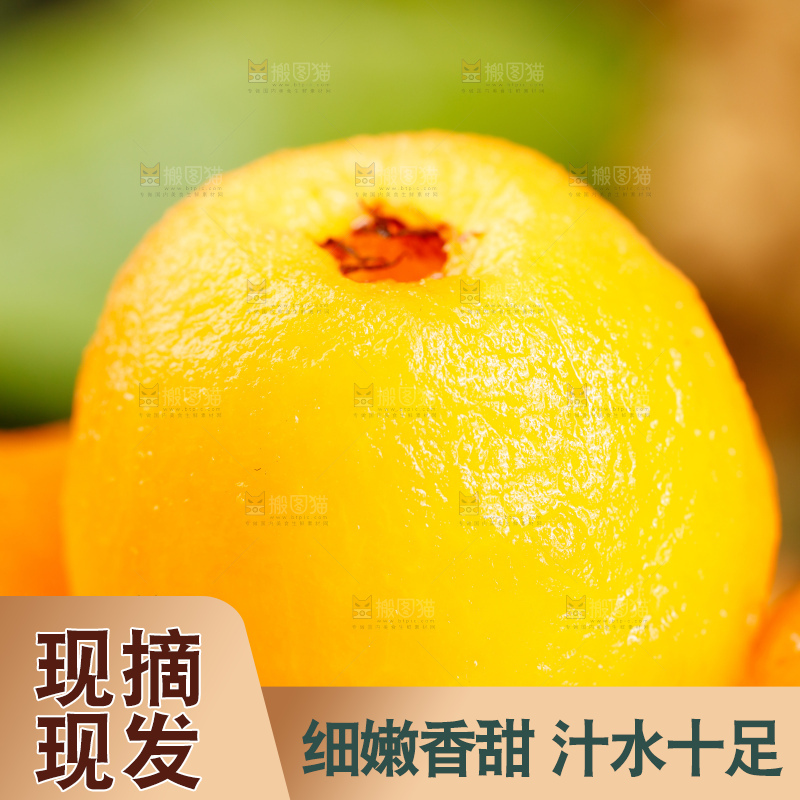 深底上的米易枇杷
