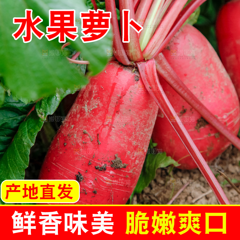 地里种着红萝卜