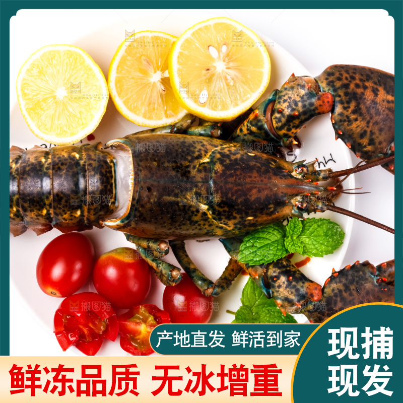 浅底上的澳洲龙虾