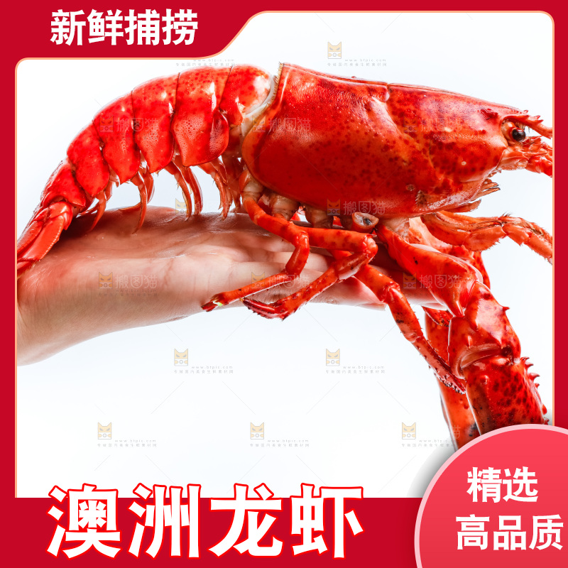 手拿澳洲大龙虾