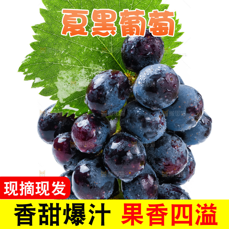 白底上的夏黑葡萄