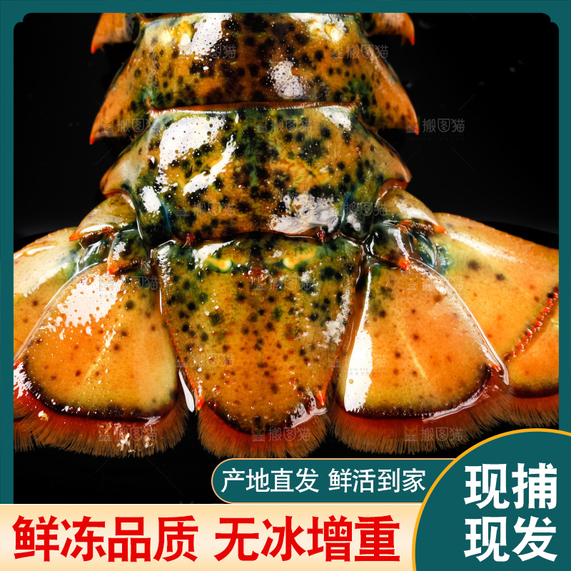 黑底上放着波士顿龙虾