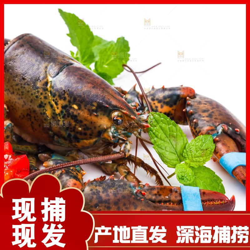 浅底上的澳洲龙虾