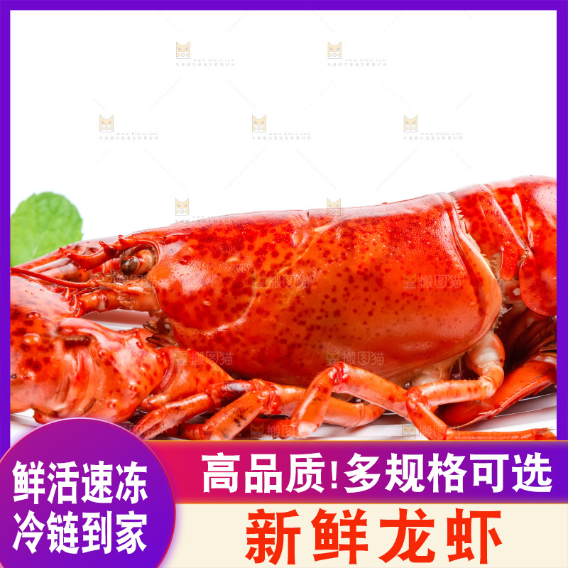 浅底上放着波士顿大龙虾