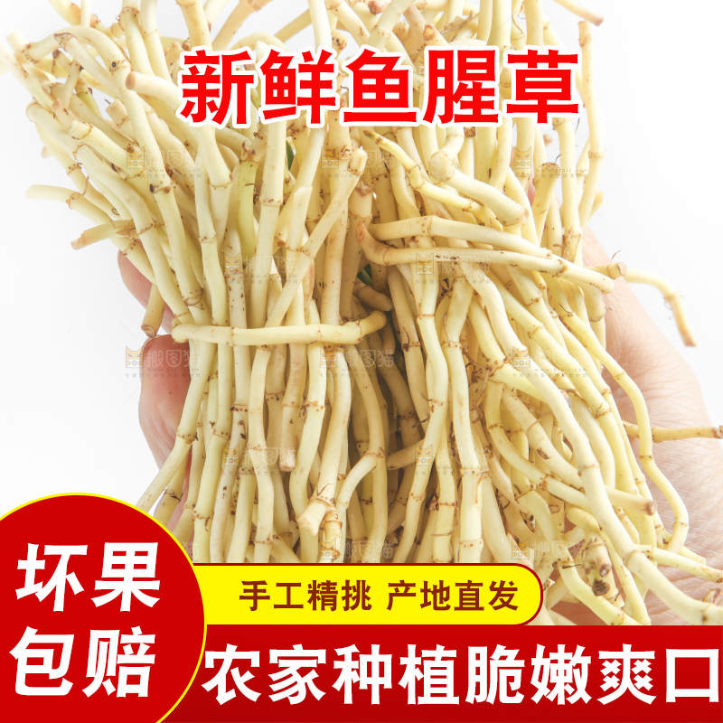 手里拿着新鲜鱼腥草