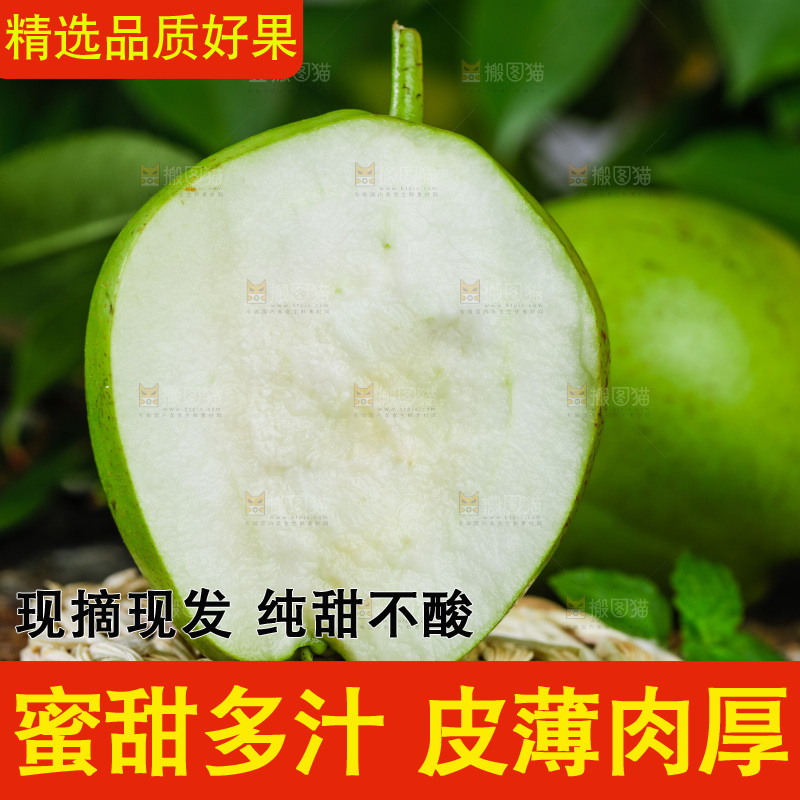 木底上放着陕西早酥梨