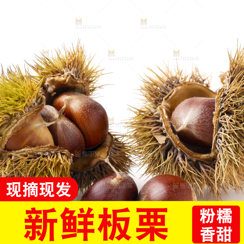 白底上放着迁西板栗