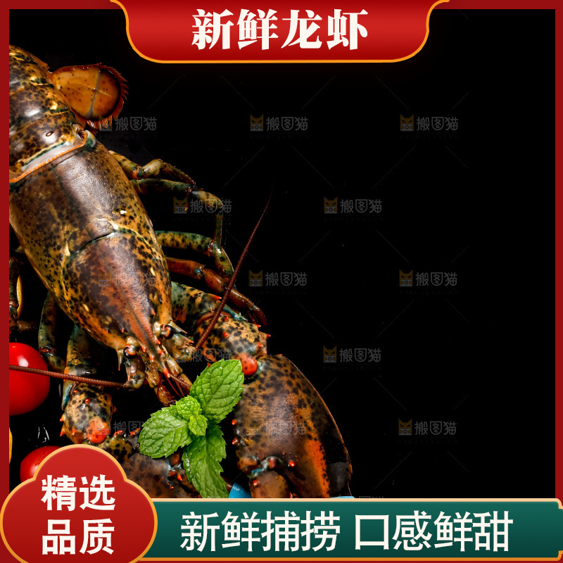 深底上放着澳洲龙虾