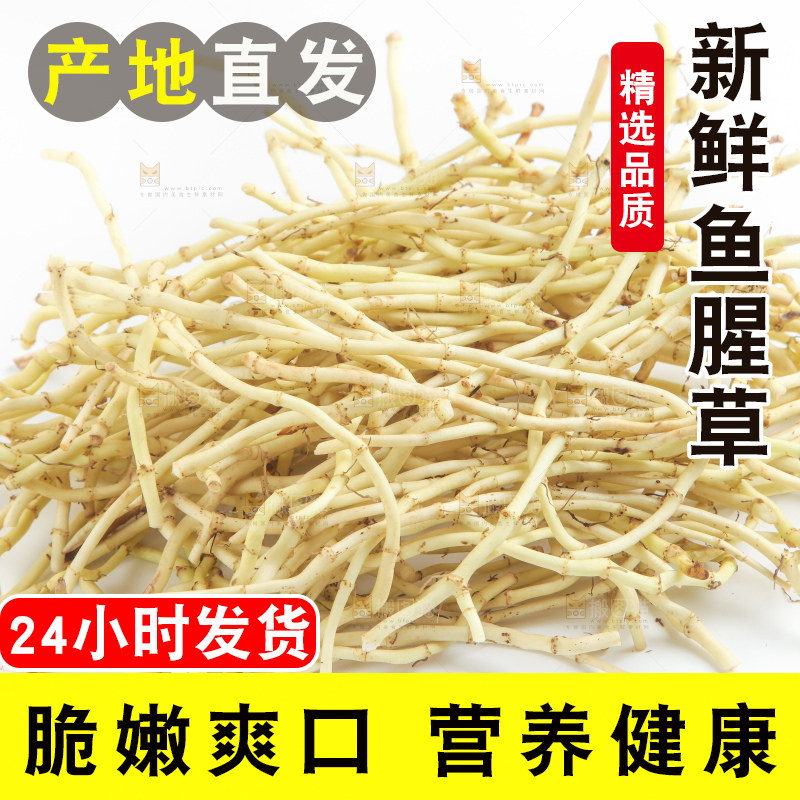 白底上的鱼腥草