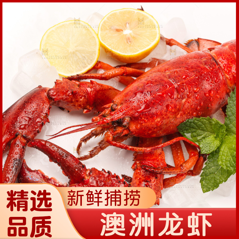 白底上放着澳洲大龙虾