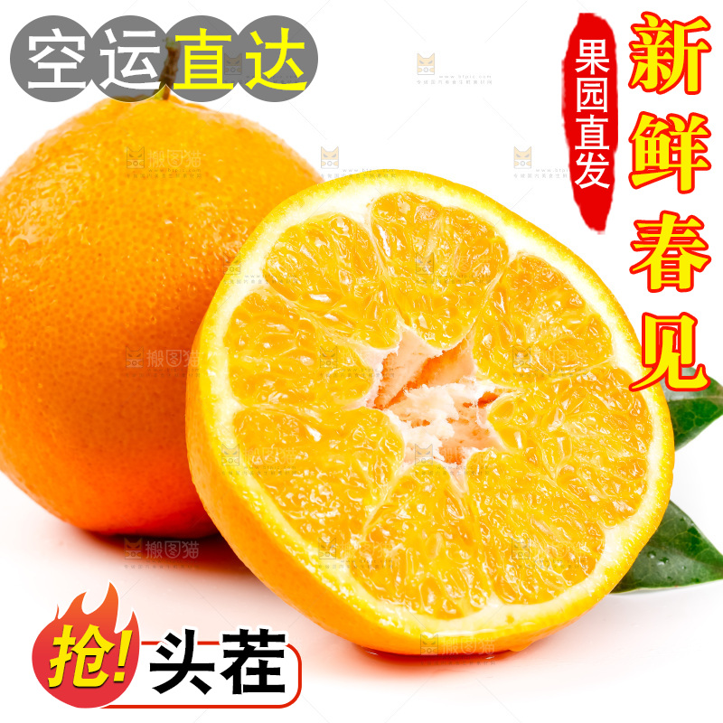 白底上的春见耙耙柑