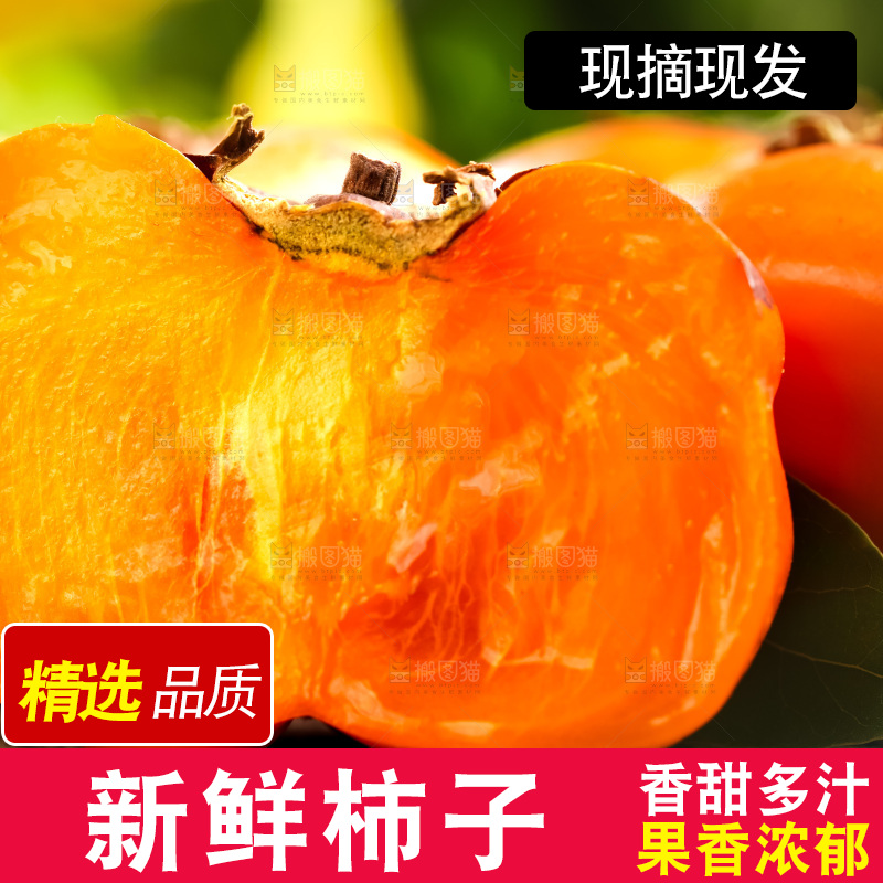 木底上的磨盘大柿子