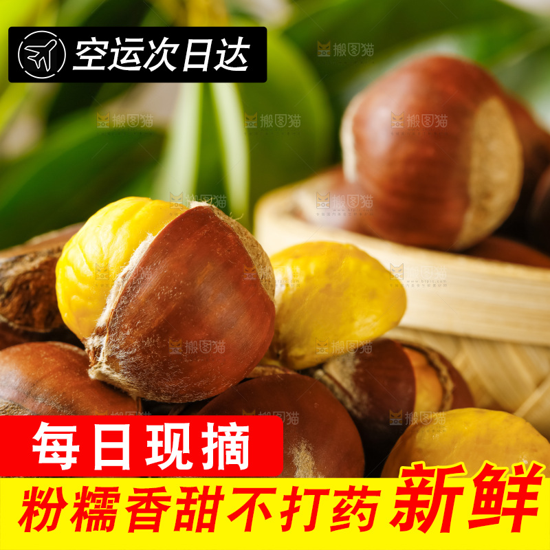 木底上的迁西板栗