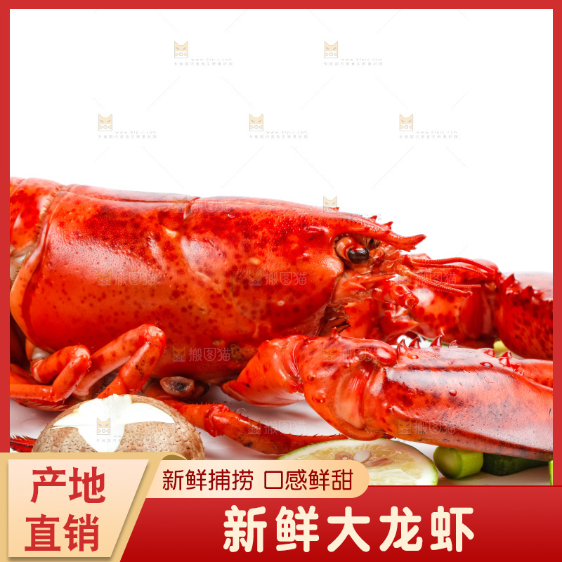 浅底上放着大龙虾