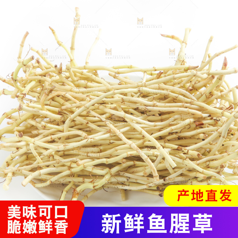 白底上的鱼腥草