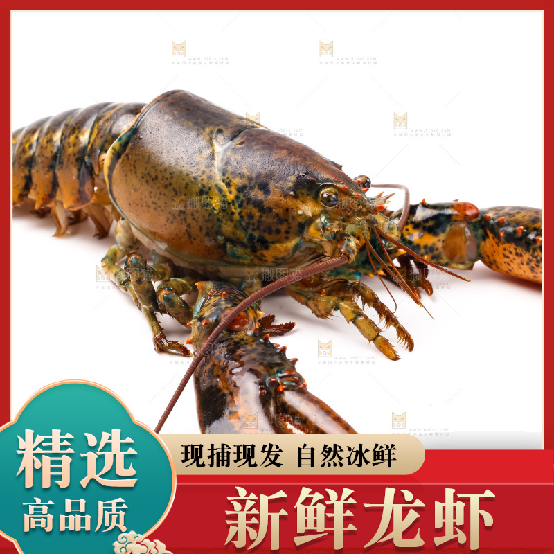 白底上的澳洲龙虾