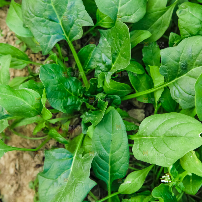 地里种着蔬菜