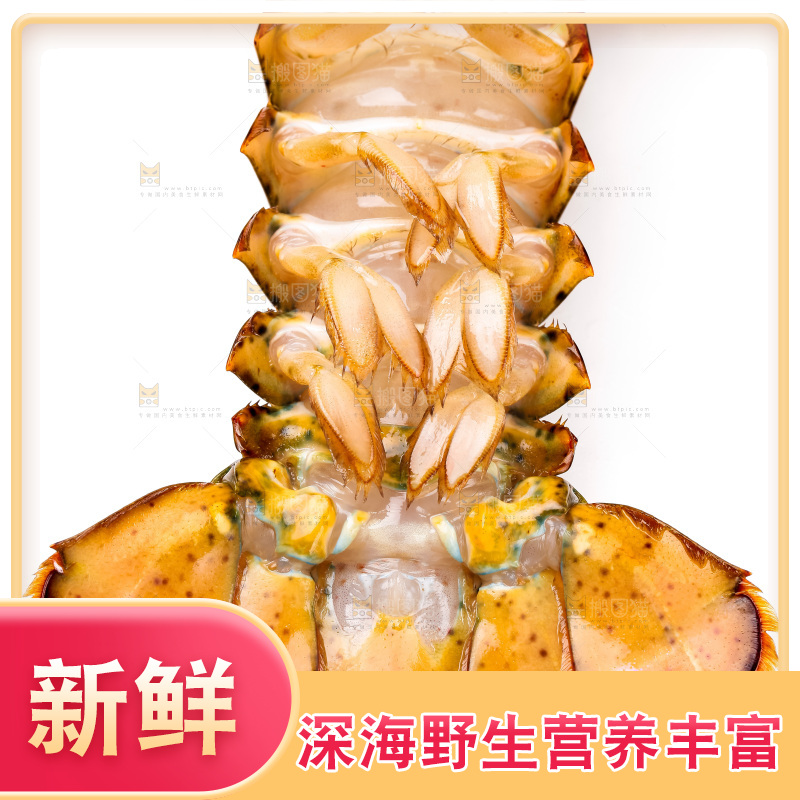 白底上的澳洲龙虾