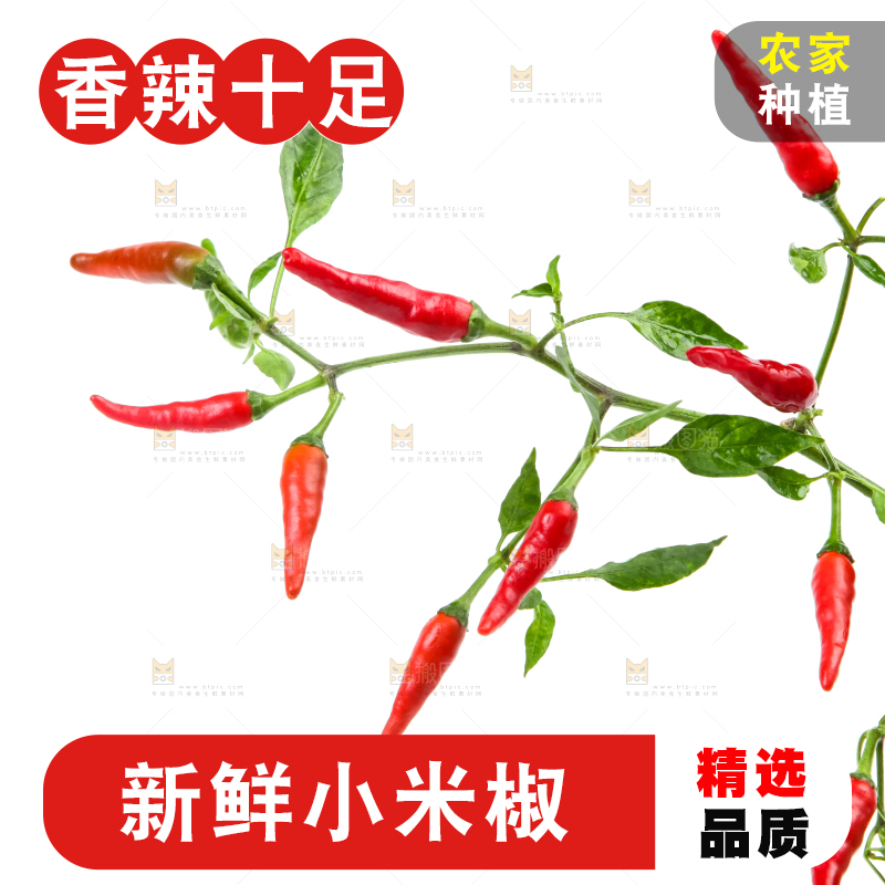 白底上的小米椒