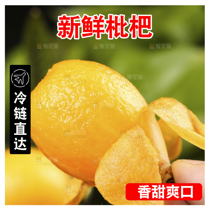 手里拿着新鲜枇杷