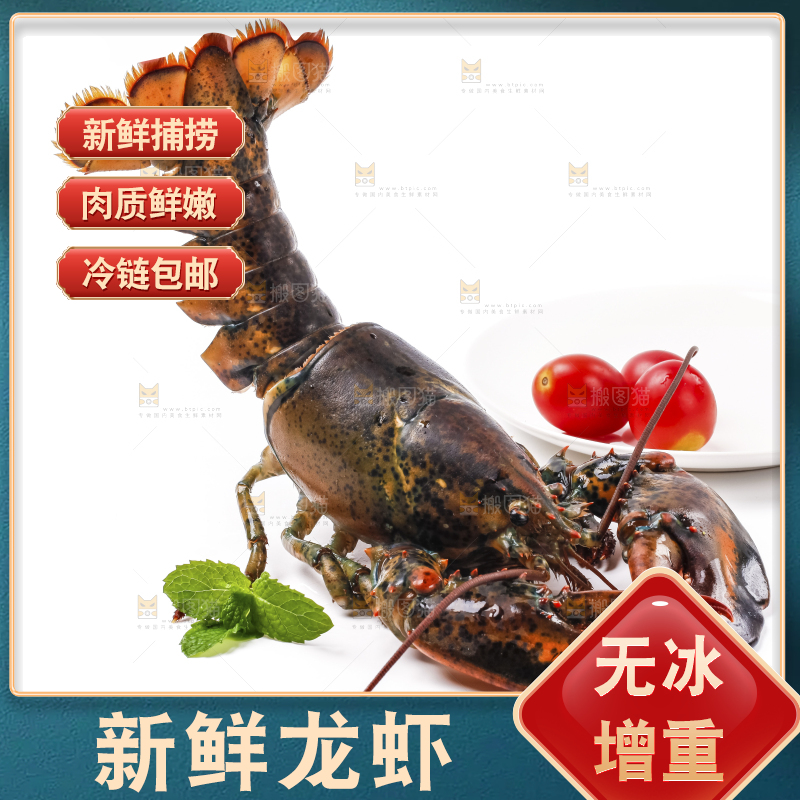 白底上的澳洲龙虾
