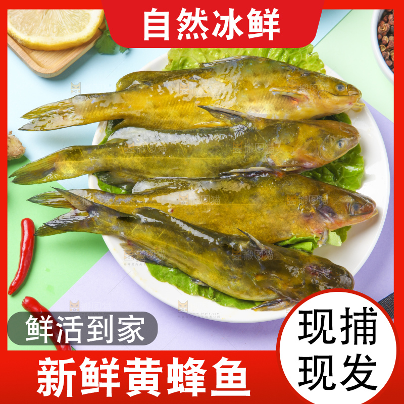 彩底上的黄骨鱼