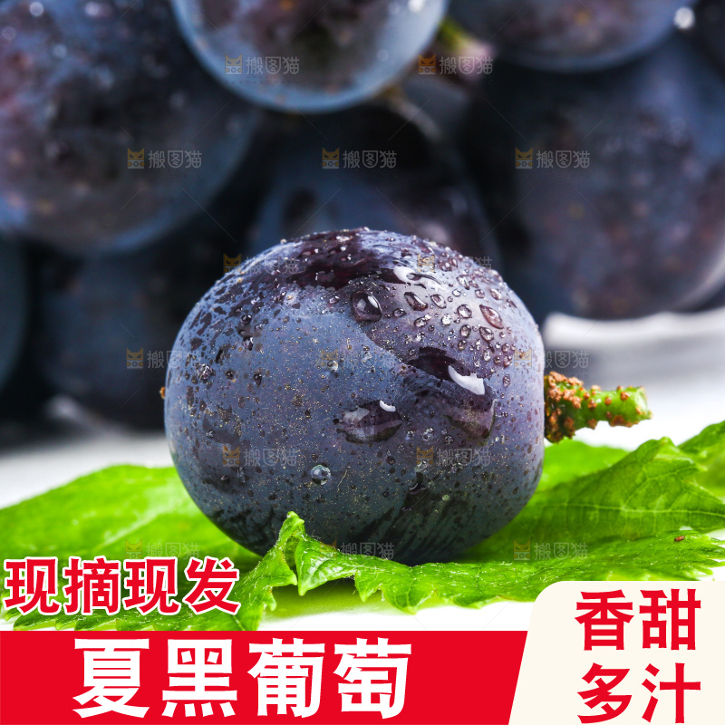 新鲜夏黑葡萄放在白底上