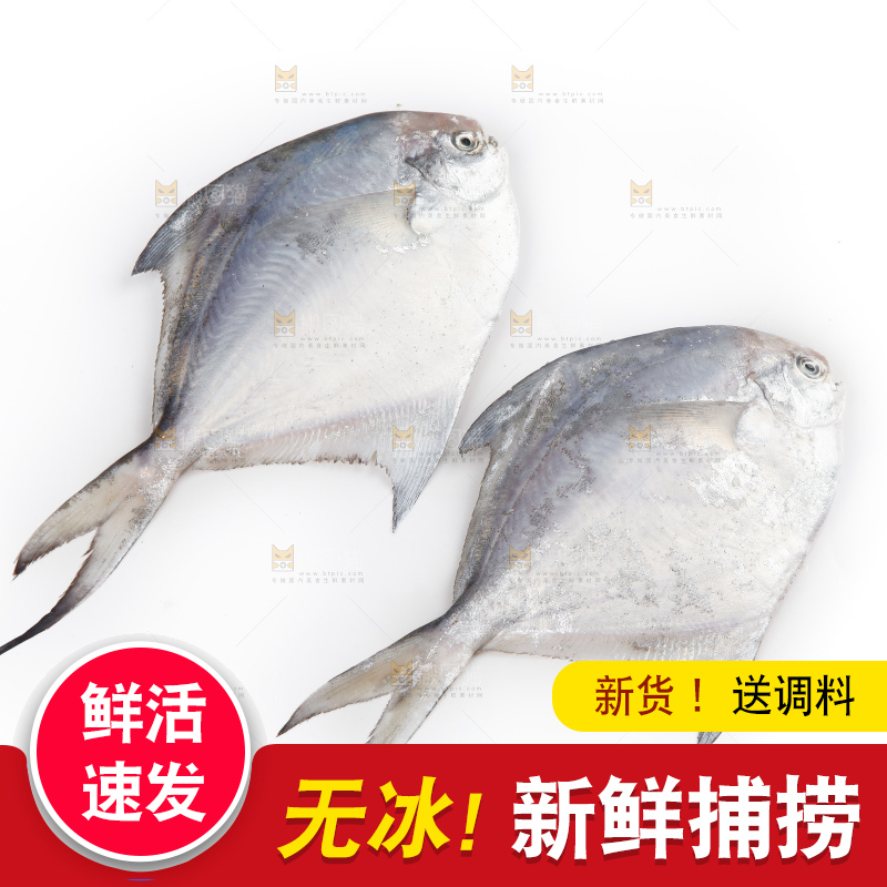 白底上的深海银鲳鱼