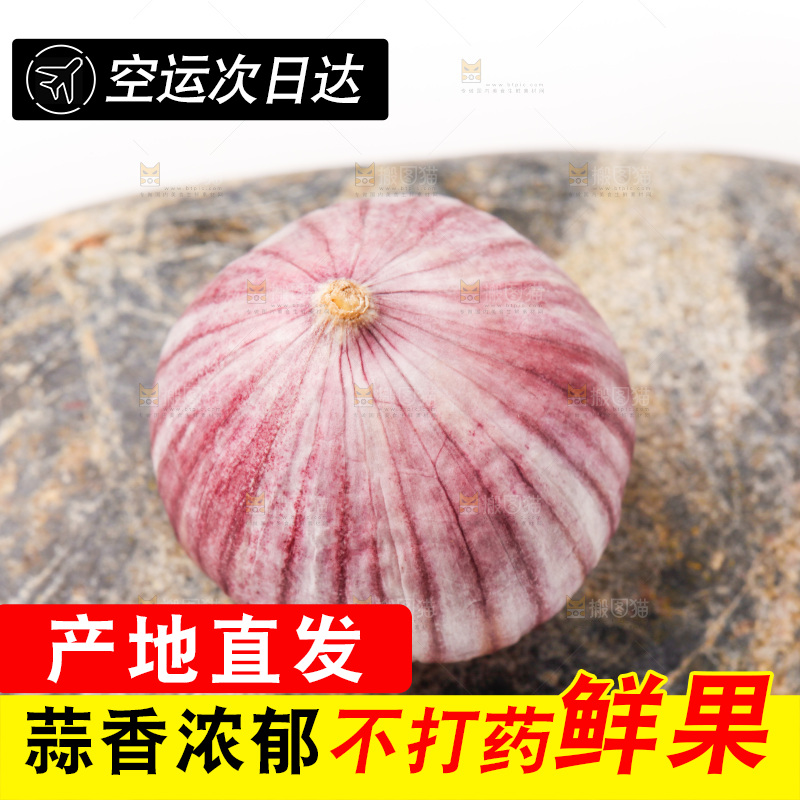 浅底上的独蒜