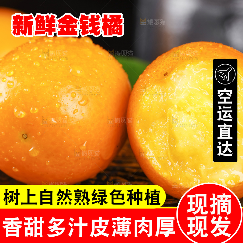 黑底上的小金桔