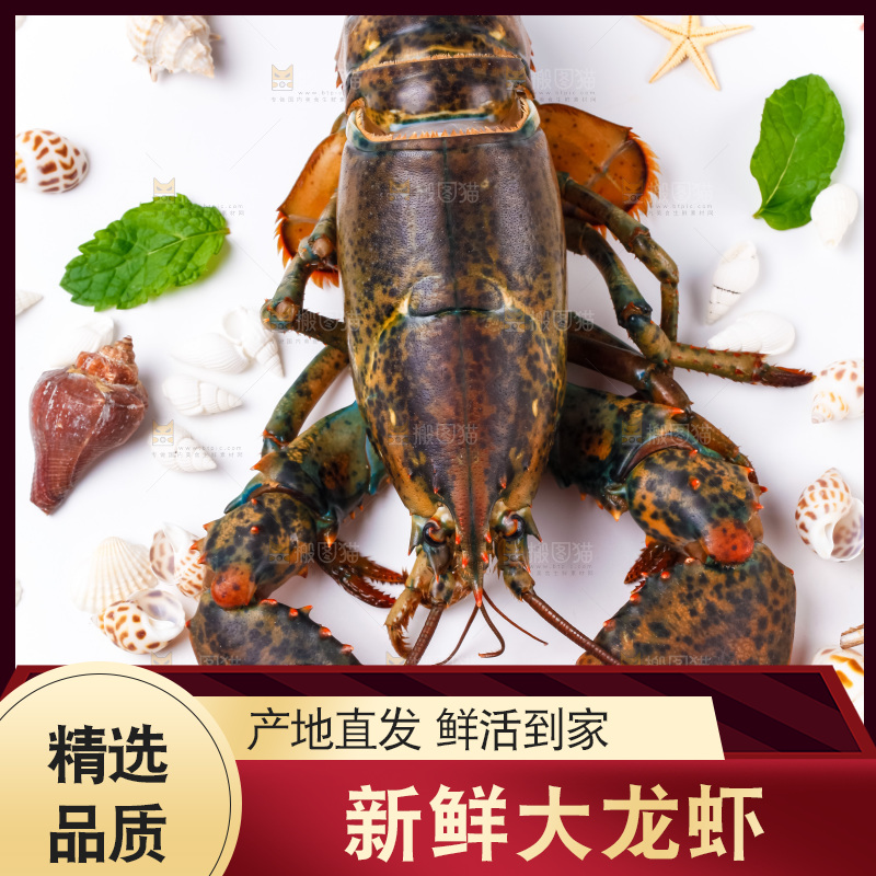 浅底上的澳洲龙虾