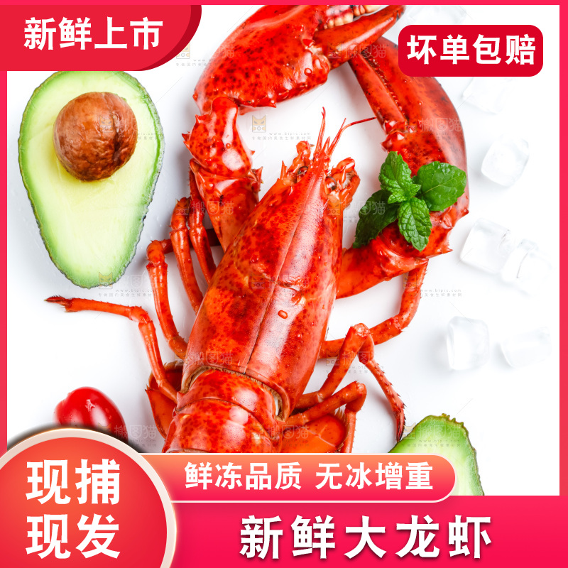 波士顿大龙虾放在浅底上