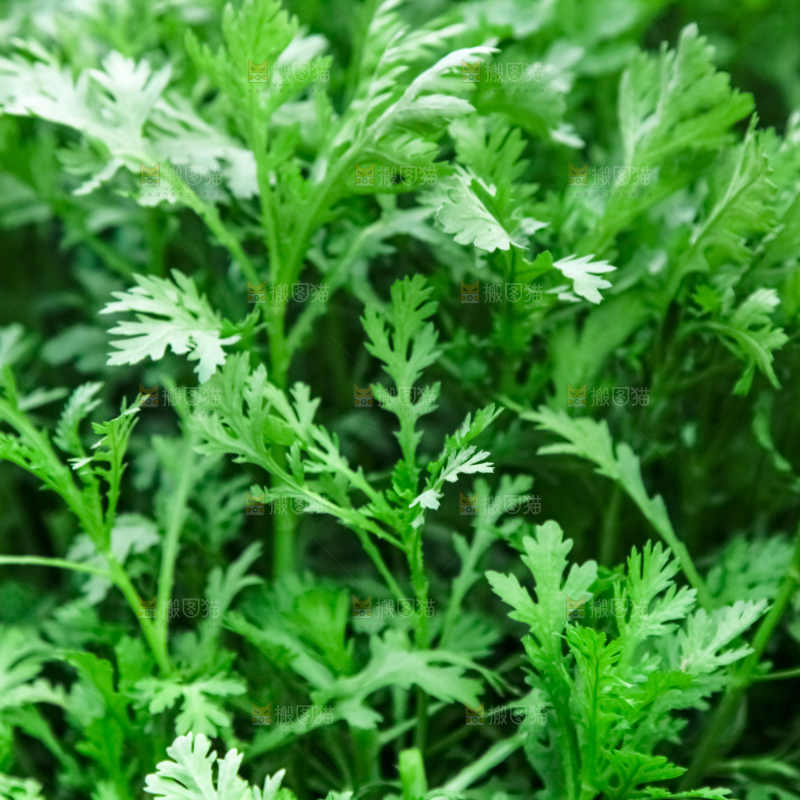 地里种着蔬菜