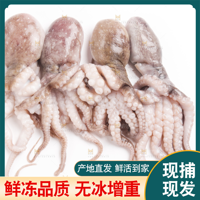 白底上摆放着小章鱼