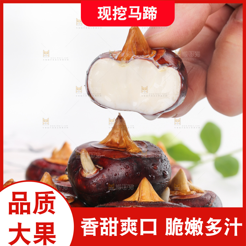 手里拿着湖北新鲜马蹄