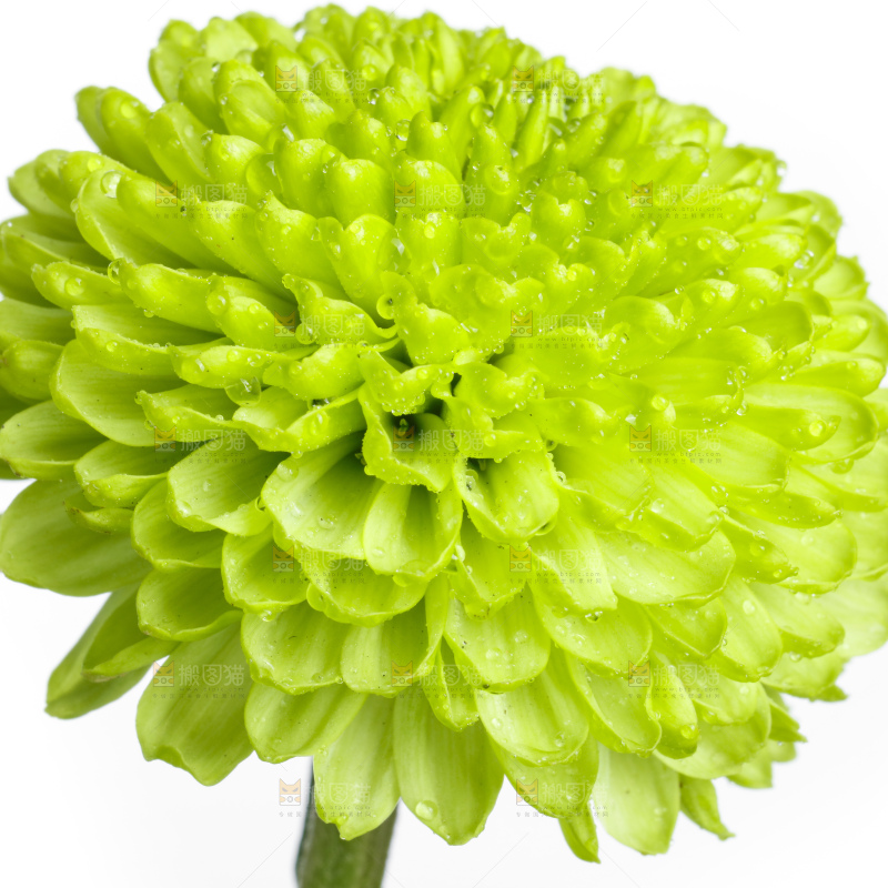 白底上放着绿色绣球菊