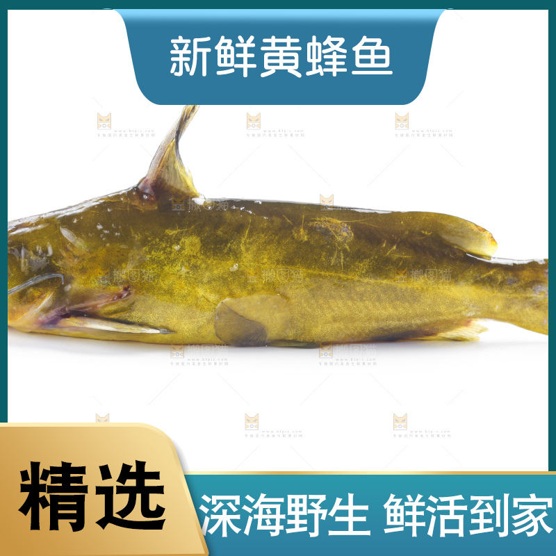 白底上放着黄蜂鱼