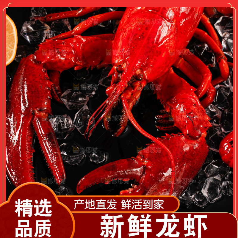 黑底上的澳洲大龙虾