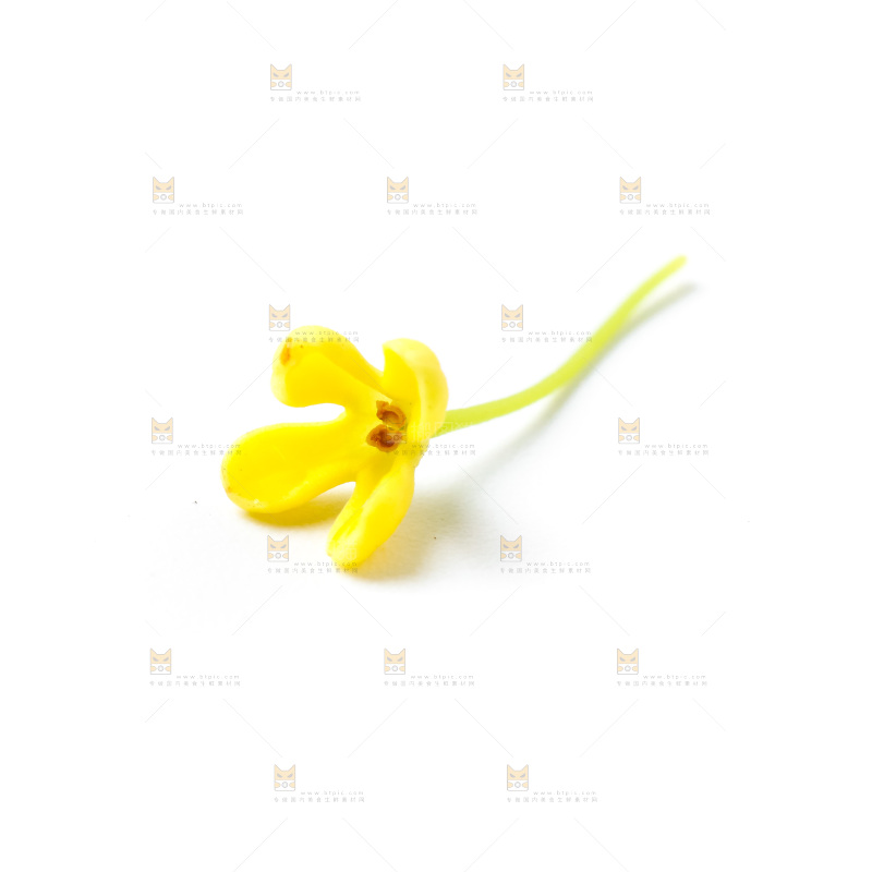 白底上放着新鲜桂花